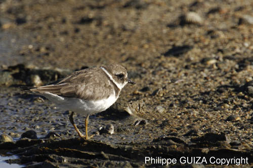 Petit_gravelot_LeTeich_Parc_Ornithologique_Septembre2006_JN61930