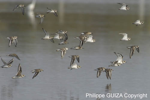 Petit_gravelot_LeTeich_Parc_Ornithologique_Septembre2006_JN63597