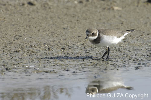 Petit_gravelot_LeTeich_Parc_Ornithologique_Septembre2006_JN63807