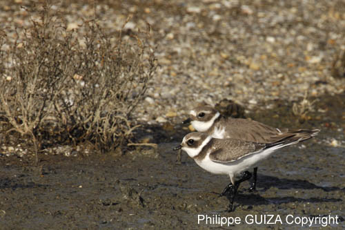 Petit_gravelot_LeTeich_Parc_Ornithologique_Septembre2006_JN68225