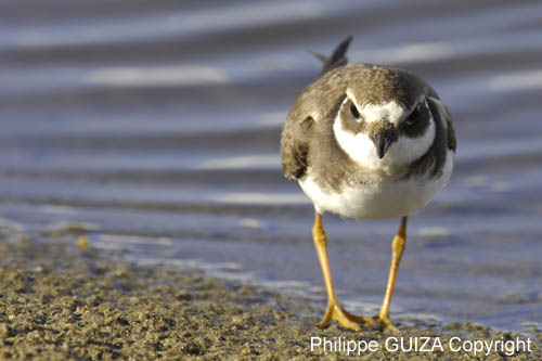Petit_gravelot_LeTeich_Parc_Ornithologique_Septembre2006_JN69766