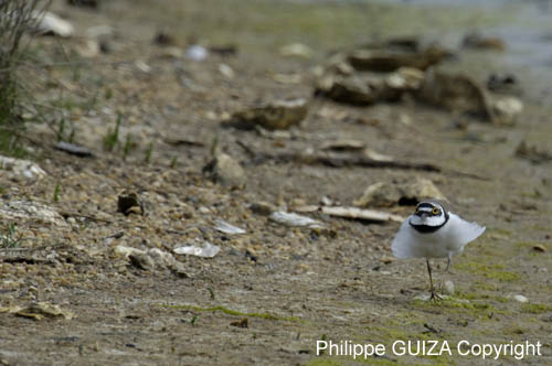 Petit_gravelot_LeTeich_Parc_Ornithologique_avril2006_MR64362