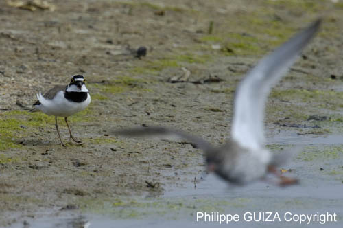 Petit_gravelot_LeTeich_Parc_Ornithologique_avril2006_MR64363