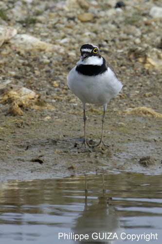 Petit_gravelot_LeTeich_Parc_Ornithologique_avril2006_MR64364