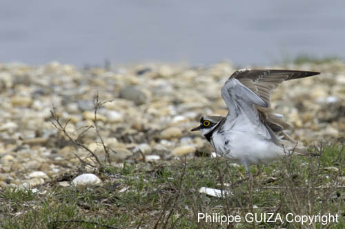 Petit_gravelot_LeTeich_Parc_Ornithologique_avril2006_MR64365