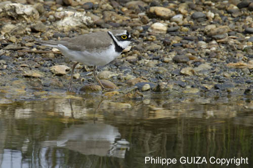 Petit_gravelot_LeTeich_Parc_Ornithologique_avril2006_MR64367