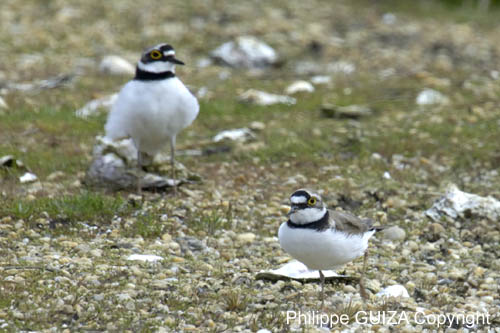 Petit_gravelot_LeTeich_Parc_Ornithologique_avril2006_MR64368