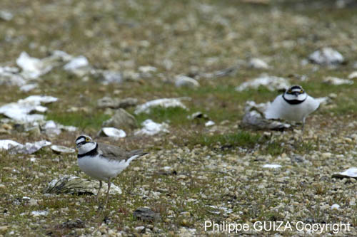 Petit_gravelot_LeTeich_Parc_Ornithologique_avril2006_MR64369