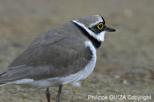 Petit_gravelot_LeTeich_Parc_Ornithologique_avril2006_MR64372