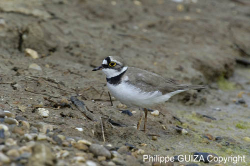 Petit_gravelot_LeTeich_Parc_Ornithologique_avril2006_MR64373