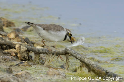 Petit_gravelot_LeTeich_Parc_Ornithologique_avril2006_MR64374