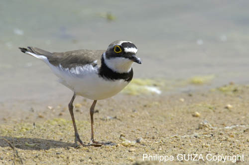 Petit_gravelot_LeTeich_Parc_Ornithologique_avril2006_MR64376