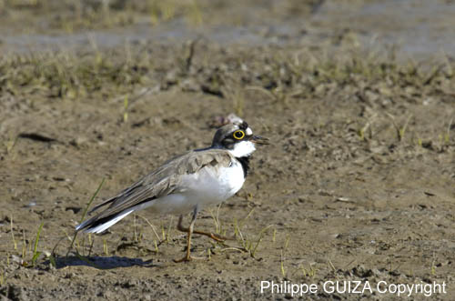Petit_gravelot_LeTeich_Parc_Ornithologique_mai2006_MI67010