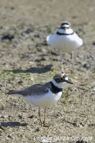 Petit_gravelot_LeTeich_Parc_Ornithologique_mai2006_MI67038