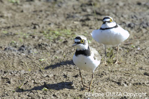 Petit_gravelot_LeTeich_Parc_Ornithologique_mai2006_MI67039