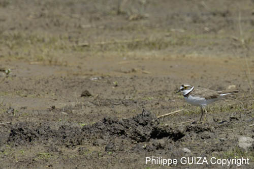Petit_gravelot_LeTeich_Parc_Ornithologique_mai2006_MI67398