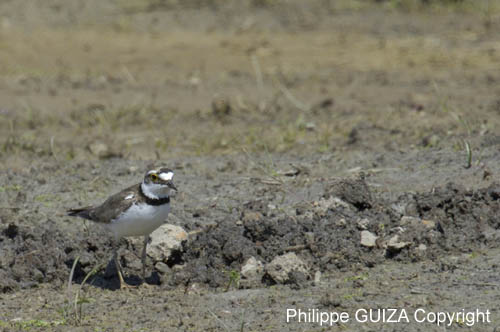 Petit_gravelot_LeTeich_Parc_Ornithologique_mai2006_MI67399