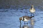 Petit_gravelot_LeTeich_Parc_Ornithologique_Septembre2006_JN61924