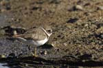 Petit_gravelot_LeTeich_Parc_Ornithologique_Septembre2006_JN61930