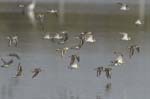 Petit_gravelot_LeTeich_Parc_Ornithologique_Septembre2006_JN63597