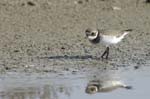 Petit_gravelot_LeTeich_Parc_Ornithologique_Septembre2006_JN63807