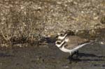 Petit_gravelot_LeTeich_Parc_Ornithologique_Septembre2006_JN68225