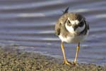 Petit_gravelot_LeTeich_Parc_Ornithologique_Septembre2006_JN69766