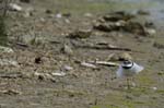 Petit_gravelot_LeTeich_Parc_Ornithologique_avril2006_MR64362
