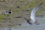 Petit_gravelot_LeTeich_Parc_Ornithologique_avril2006_MR64363