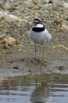 Petit_gravelot_LeTeich_Parc_Ornithologique_avril2006_MR64364