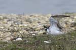 Petit_gravelot_LeTeich_Parc_Ornithologique_avril2006_MR64365