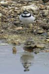 Petit_gravelot_LeTeich_Parc_Ornithologique_avril2006_MR64366