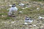 Petit_gravelot_LeTeich_Parc_Ornithologique_avril2006_MR64368