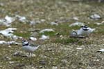 Petit_gravelot_LeTeich_Parc_Ornithologique_avril2006_MR64369