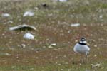 Petit_gravelot_LeTeich_Parc_Ornithologique_avril2006_MR64370