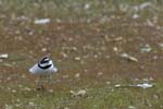 Petit_gravelot_LeTeich_Parc_Ornithologique_avril2006_MR64371