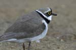 Petit_gravelot_LeTeich_Parc_Ornithologique_avril2006_MR64372