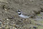 Petit_gravelot_LeTeich_Parc_Ornithologique_avril2006_MR64373