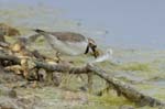 Petit_gravelot_LeTeich_Parc_Ornithologique_avril2006_MR64374