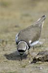 Petit_gravelot_LeTeich_Parc_Ornithologique_avril2006_MR64375