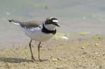 Petit_gravelot_LeTeich_Parc_Ornithologique_avril2006_MR64376