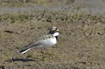 Petit_gravelot_LeTeich_Parc_Ornithologique_mai2006_MI67010