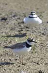 Petit_gravelot_LeTeich_Parc_Ornithologique_mai2006_MI67038