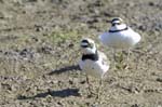 Petit_gravelot_LeTeich_Parc_Ornithologique_mai2006_MI67039