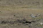 Petit_gravelot_LeTeich_Parc_Ornithologique_mai2006_MI67398