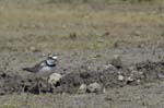 Petit_gravelot_LeTeich_Parc_Ornithologique_mai2006_MI67399