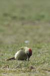 Pic_Vert_Bois_Vincennes_Lac_Minimes_17mars2006_MR67171