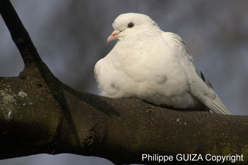 Pigeon_Biset_Bois_Vincennes_Lac_Minimes_17mars2006_MR67236