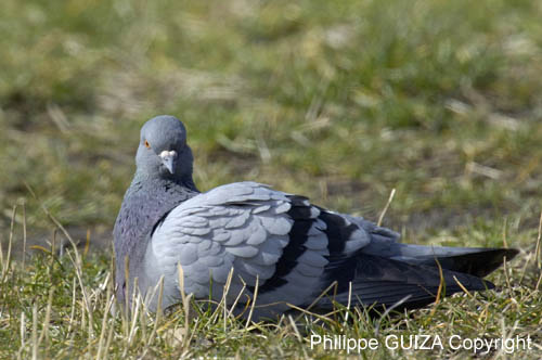 Pigeon_Biset_Bois_Vincennes_Lac_Minimes_23mars2006_MR69130