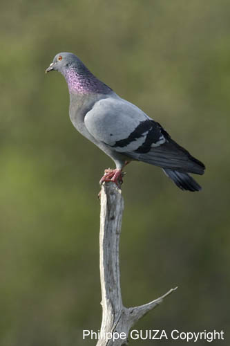 Pigeon_biset_LeTeich_Parc_Ornithologique_avril2006_MR65115